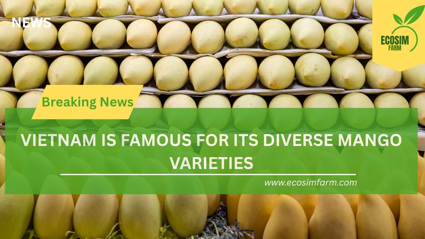 Vietnamese Mango: A Tropical Delight for Global Markets