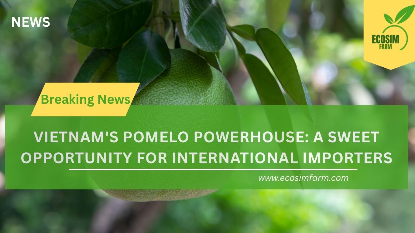 VIETNAM'S POMELO POWERHOUSE: A SWEET OPPORTUNITY FOR INTERNATIONAL IMPORTERS